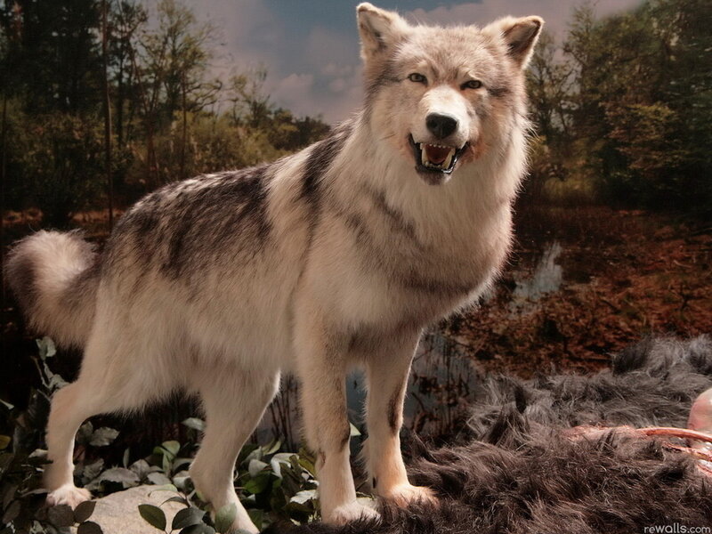 Taxidermy Wolf Display — Gray