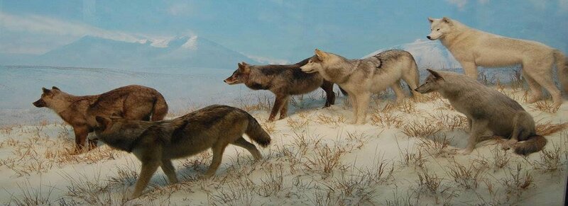 Taxidermy Wolves in Snow