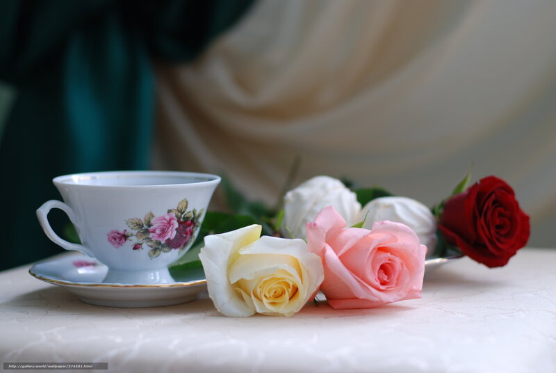 Tea Cup with Roses — White, Serene, Photograph, Saucer, Tablecloth, Pink