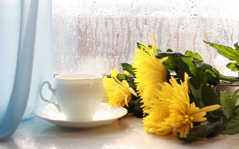 Tea Cup with Yellow Flowers — Calm