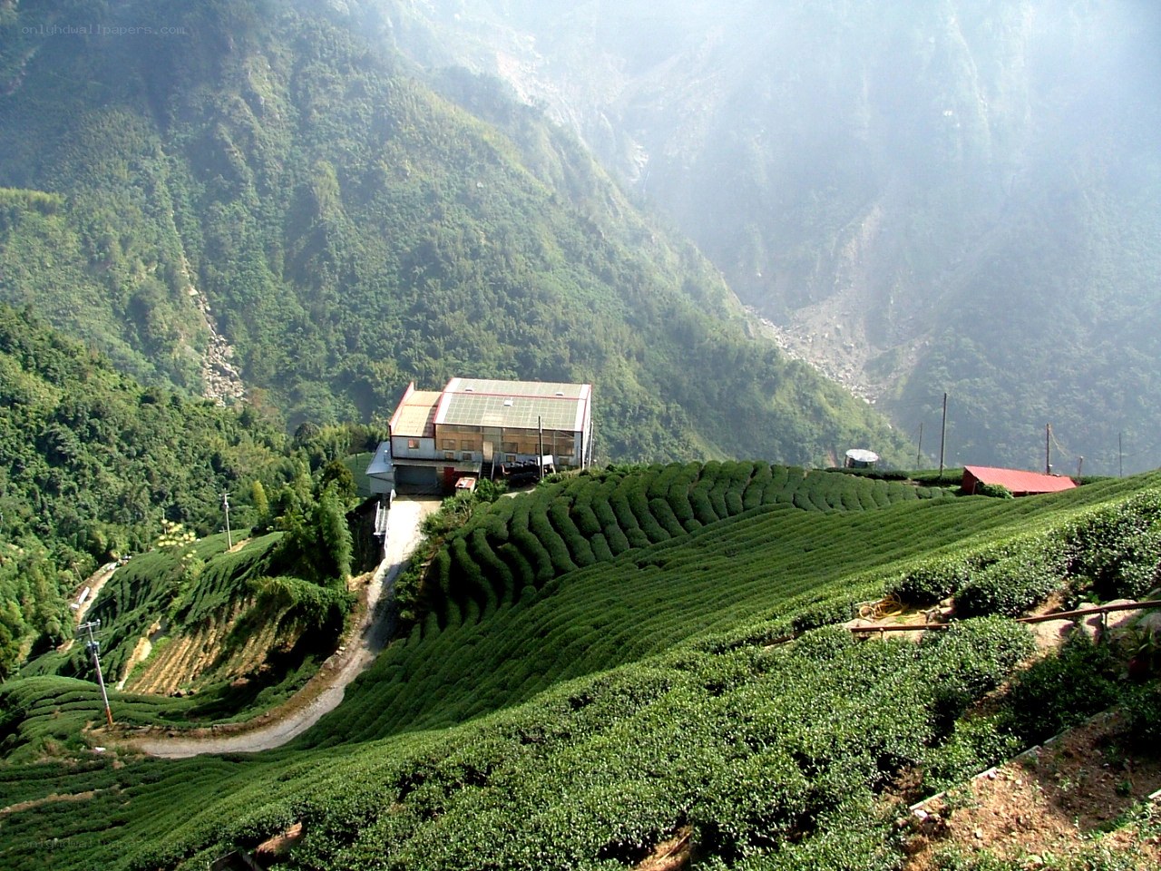 Tea farm in mountain valley