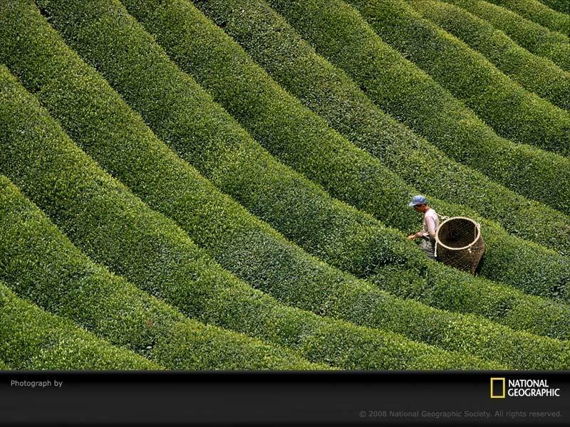 Tea farmer in terraced fields
