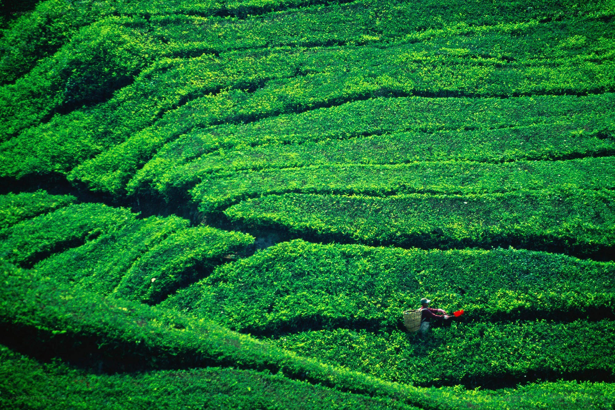 Tea farmer on terraced hills