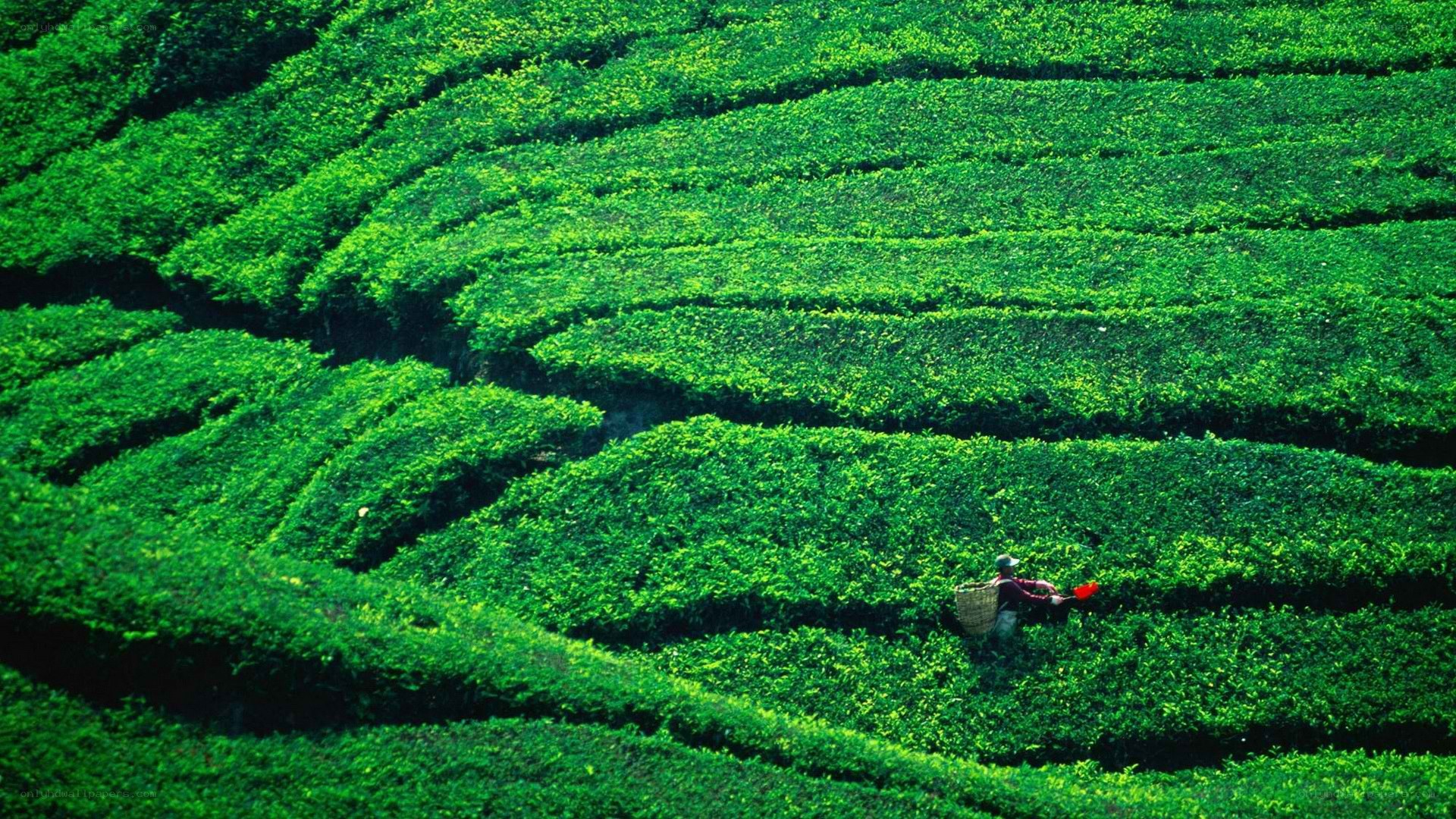 Tea farmer on terraced hills