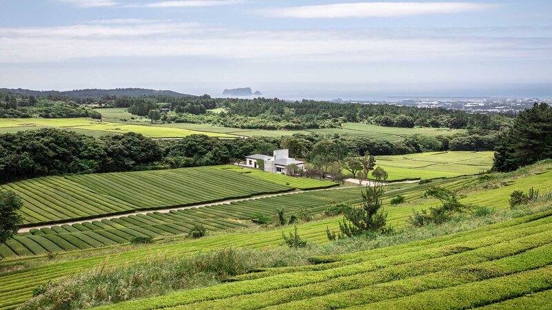 Tea Fields and House