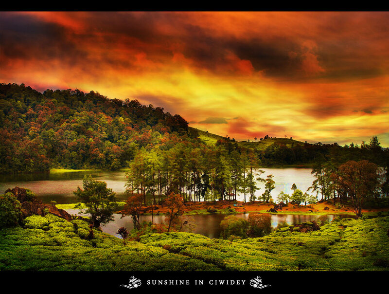 Tea Fields and Lake