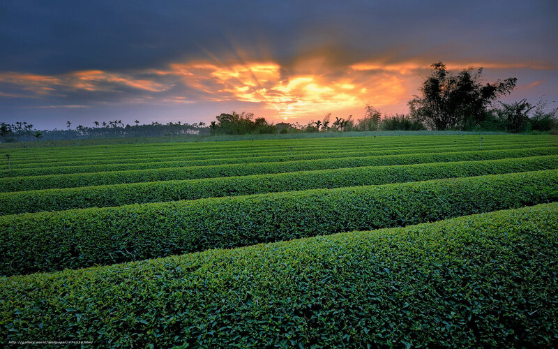 Tea fields at sunset