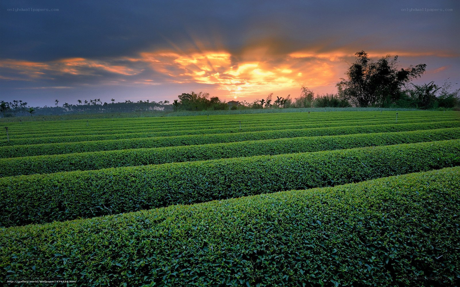 Tea fields at sunset