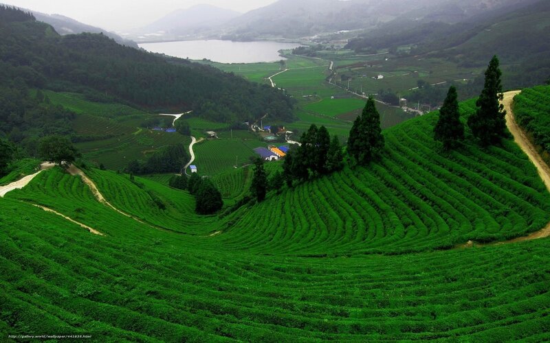 Tea fields in a mountain valley