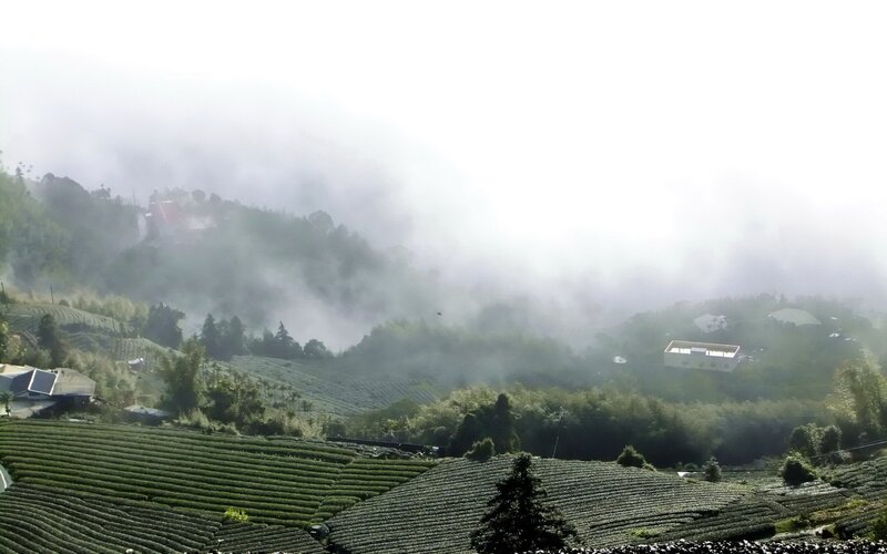 Tea Fields in Fog