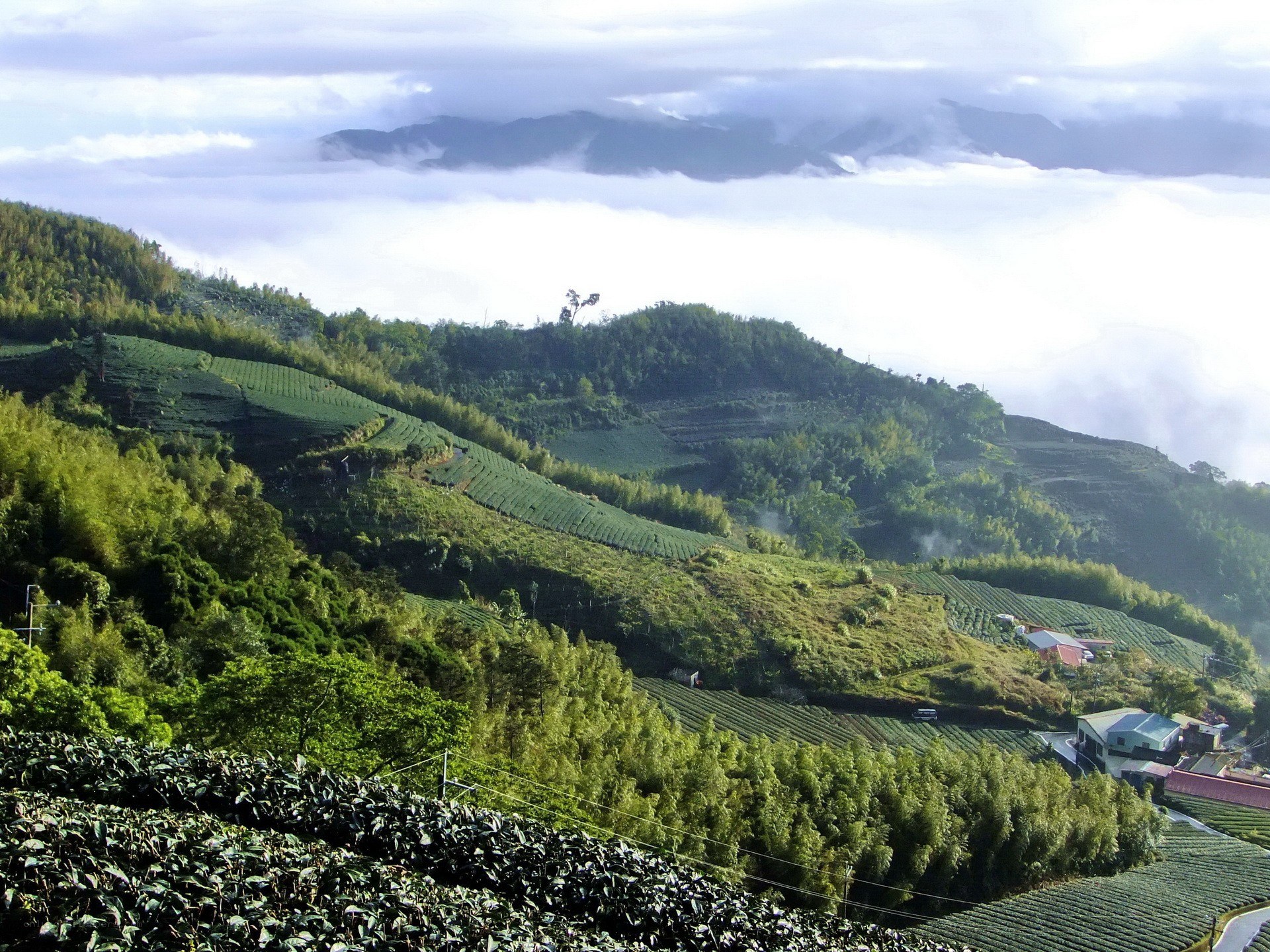 tea fields in mountain mist
