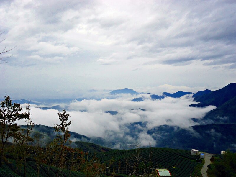 Tea Fields in Mountains