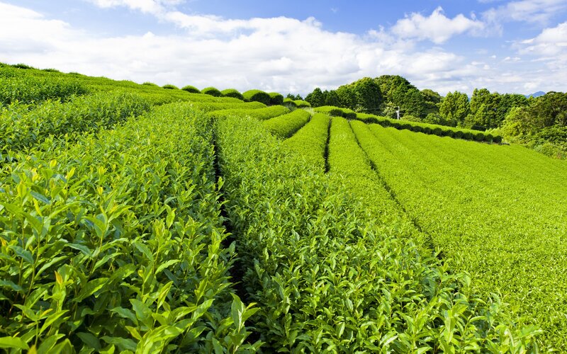 Tea fields on a sunny day