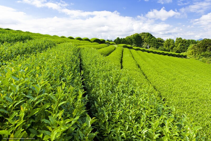 Tea fields on a sunny day