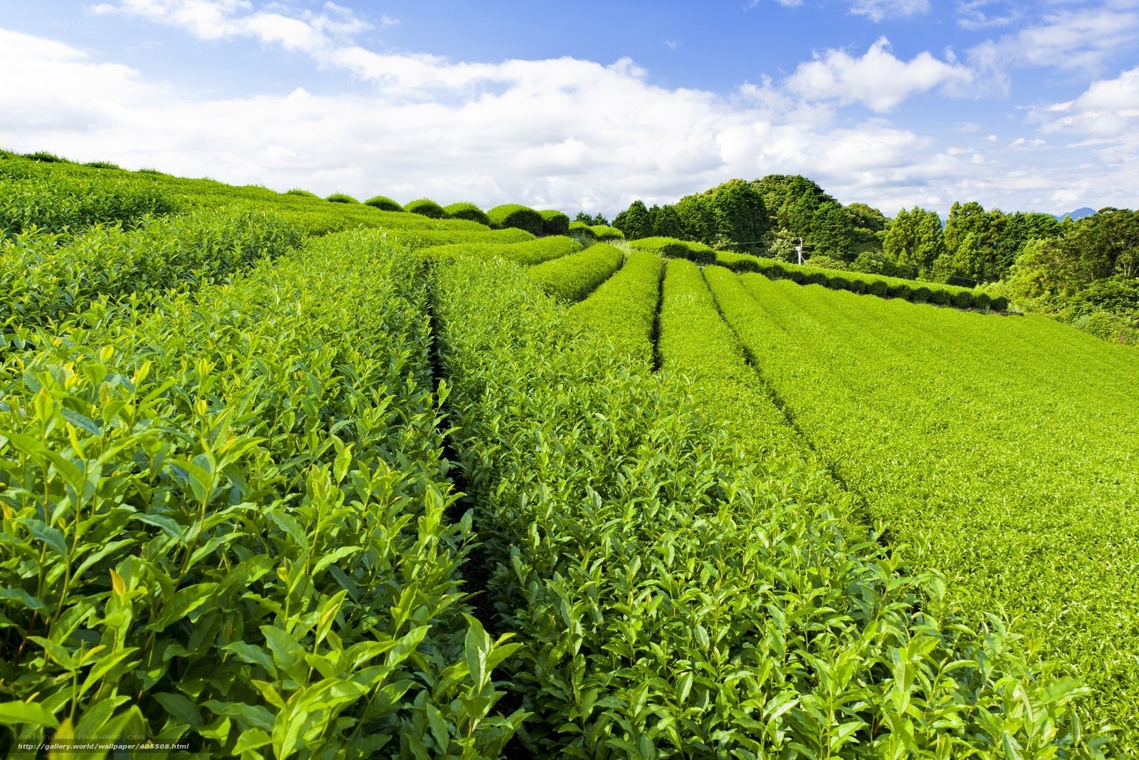 Tea fields on a sunny day