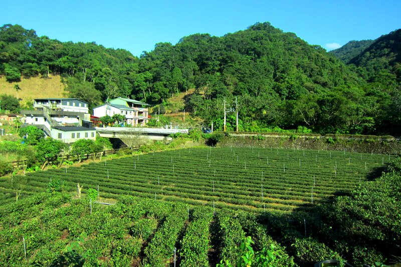 Tea Fields on Hillside