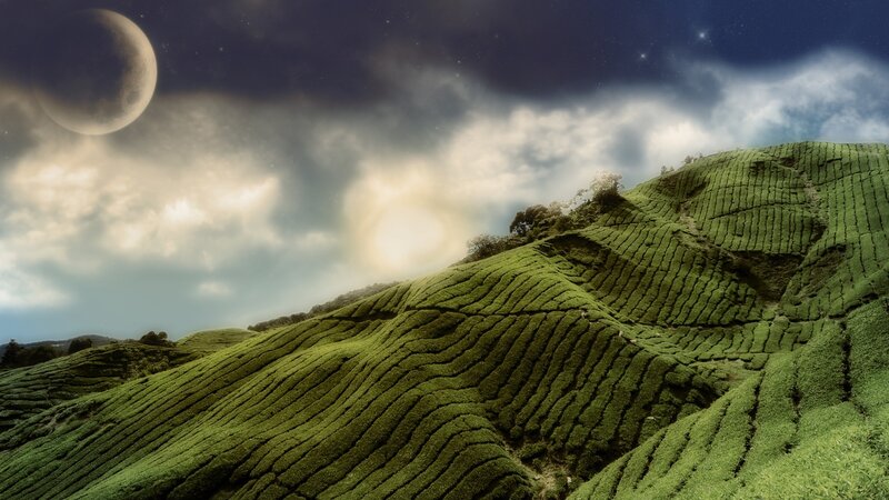 Tea fields under a large moon