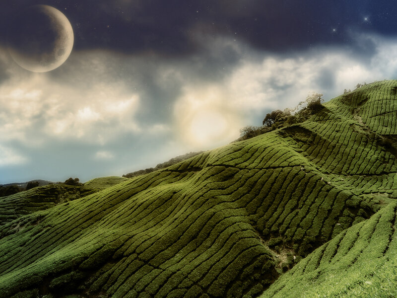 Tea fields under a moonlit sky