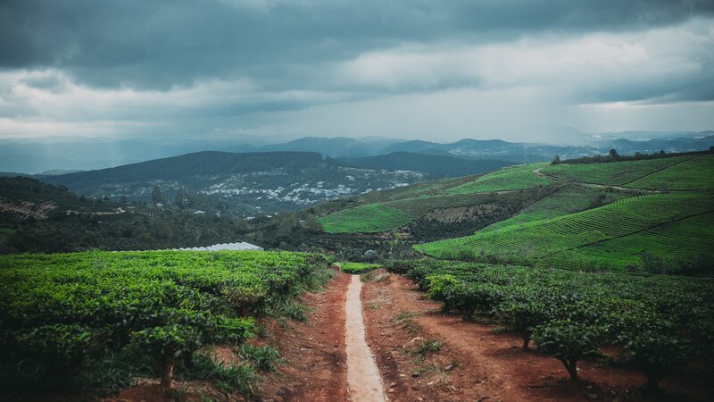 Tea fields under stormy sky