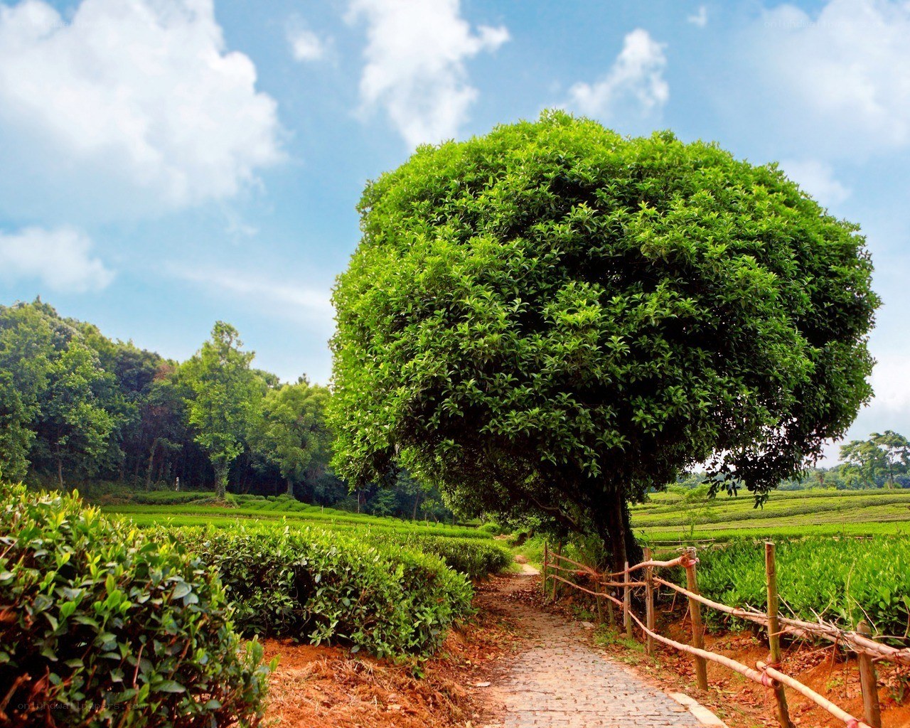 Tea fields with a large tree