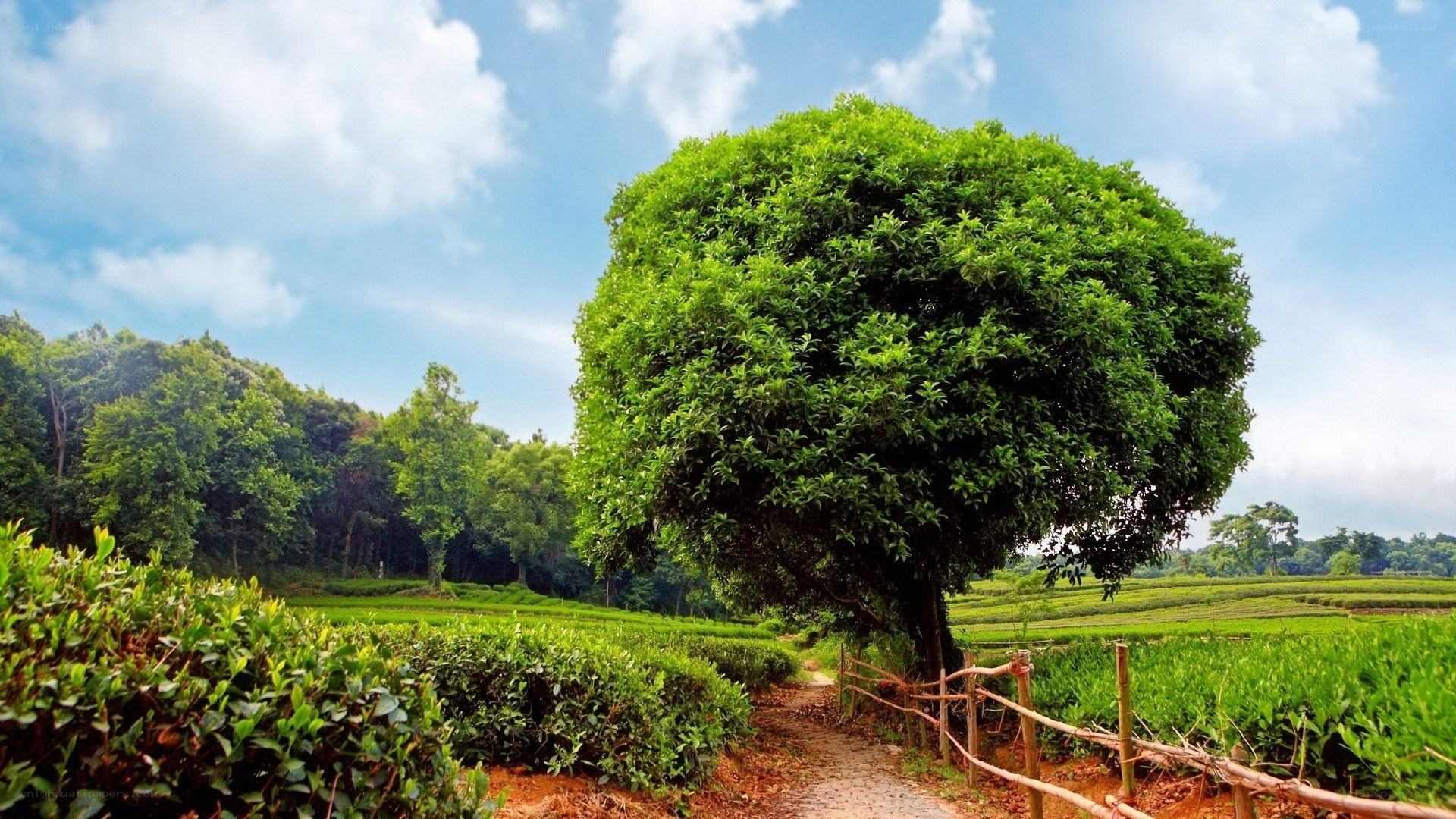 Tea fields with a large tree