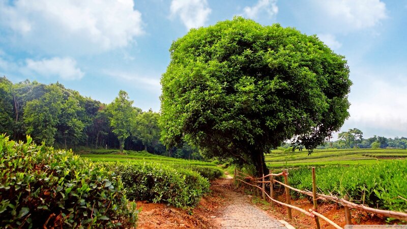 Tea fields with large tree