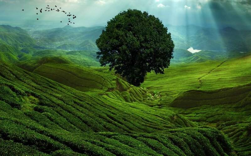 Tea fields with lone tree