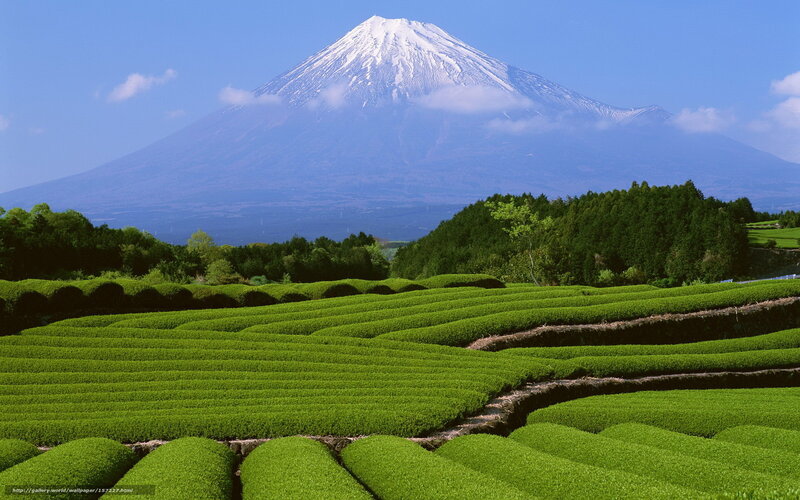 Tea Fields with Mount Fuji — Green, Serene, Afternoon, Photograph