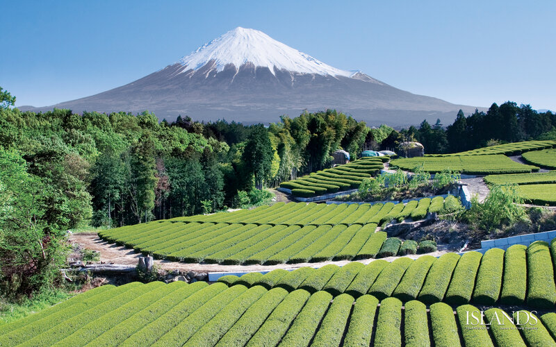 Tea Fields with Mount Fuji — Green, Serene, Afternoon