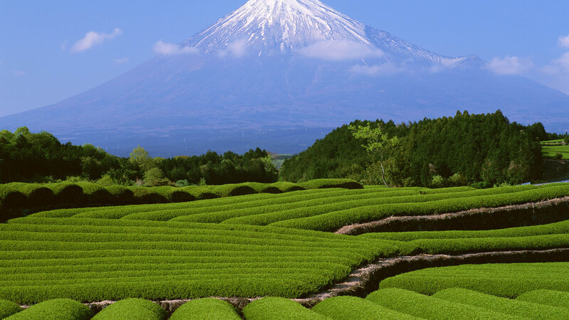 Tea Fields with Mount Fuji — Green, Serene