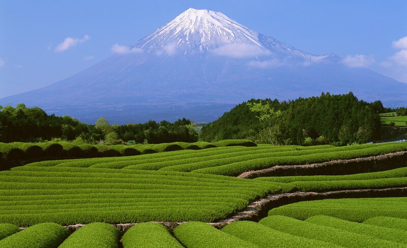 Tea Fields with Mount Fuji