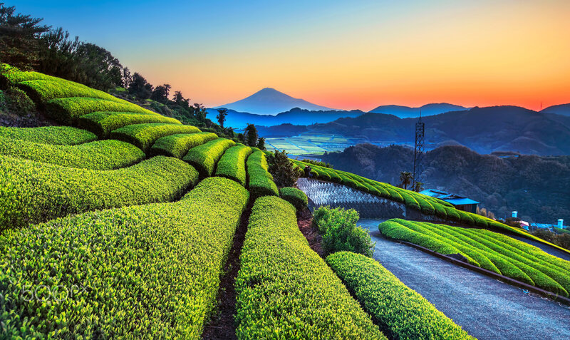 Tea Fields with Mountain — Green, Serene