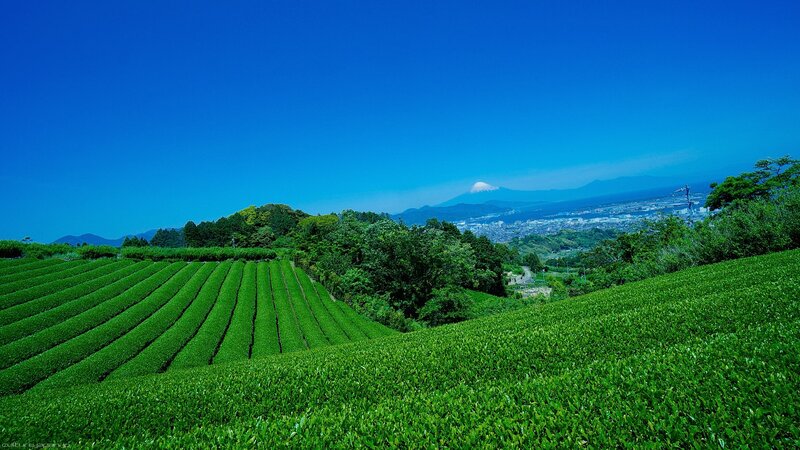 Tea Fields with Mountain — Green