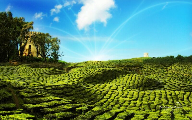 Tea Fields with Towers