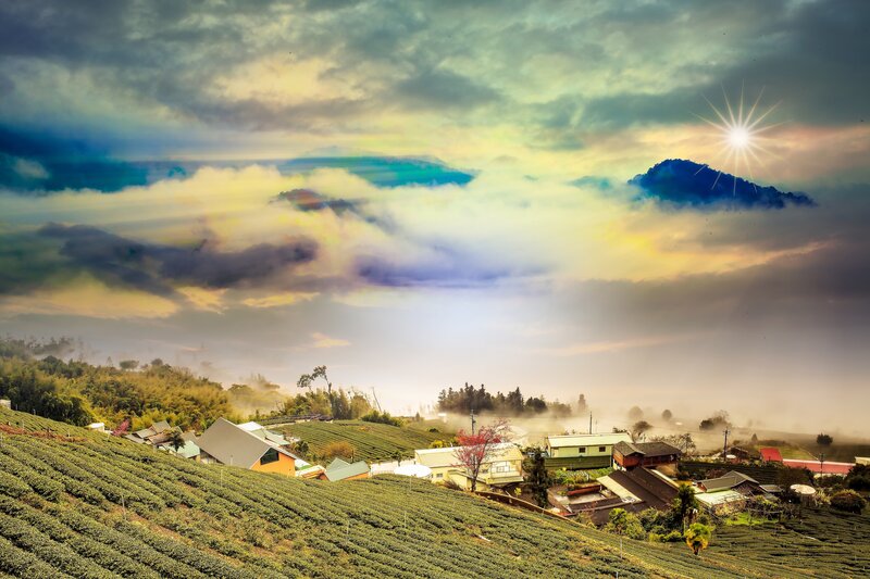 Tea Fields with Village