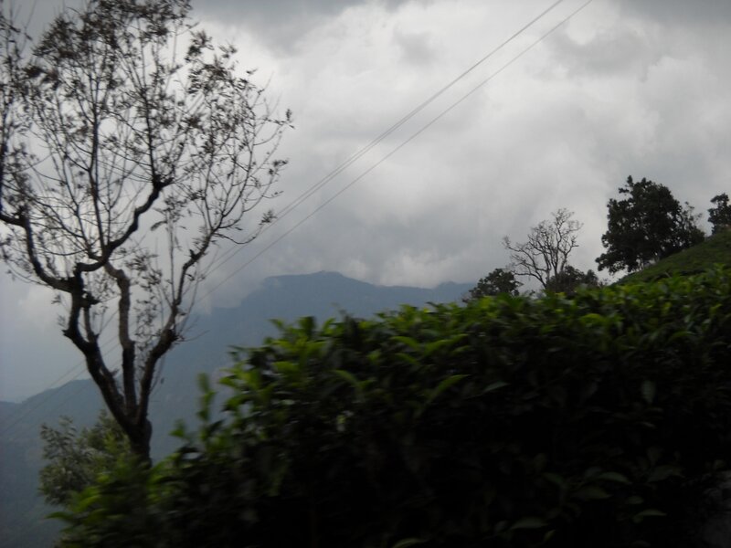 Tea garden with mountains