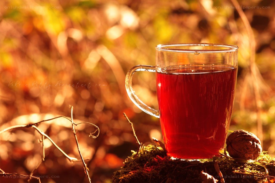 Tea in autumn forest