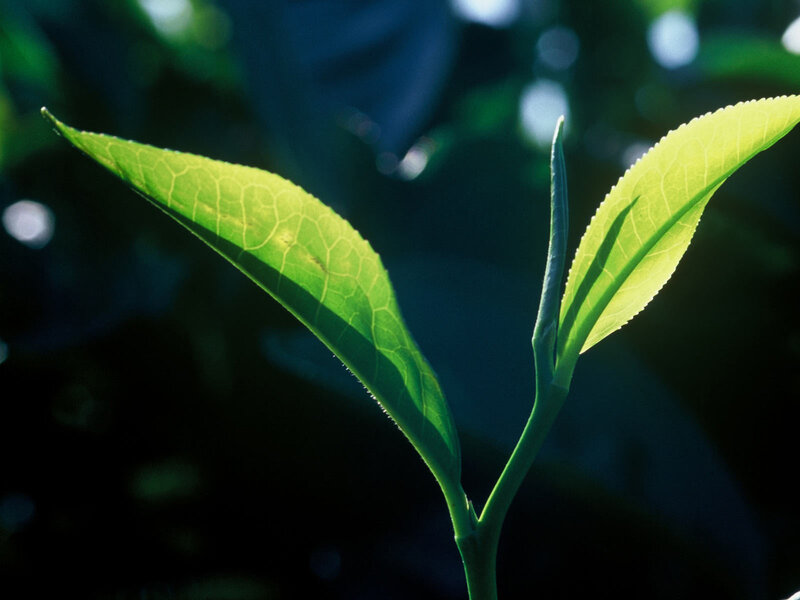 Tea Leaves on a Stem