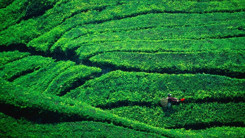 Tea Picker in Field
