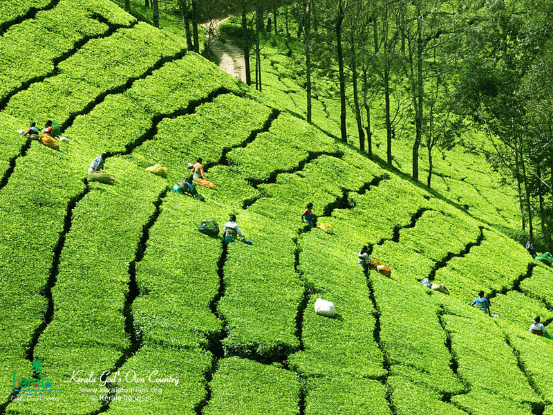 Tea pickers on a hillside