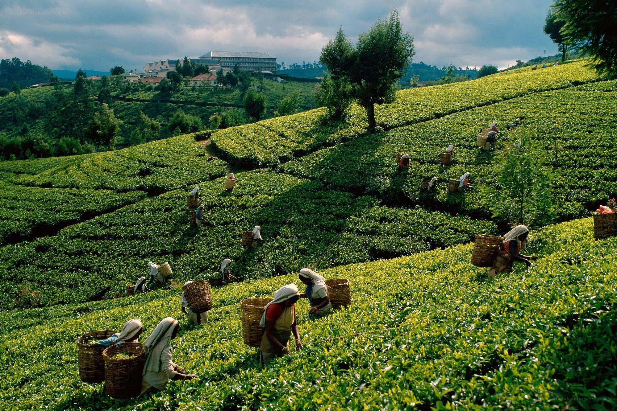 Tea pickers on a hillside