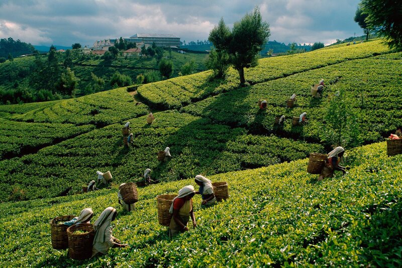 Tea Pickers on Hillside — Green, Dramatic