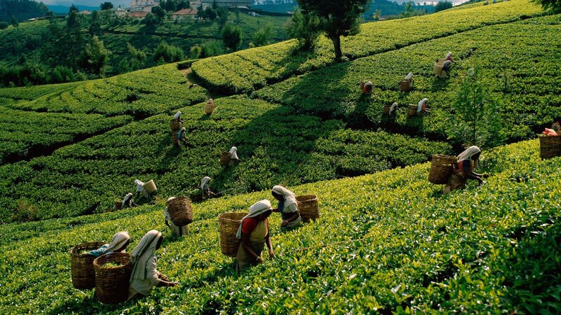 Tea Pickers on Hillside — Green, Serene