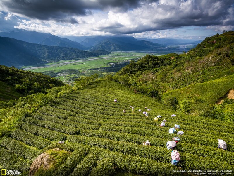 Tea Pickers on Hillside