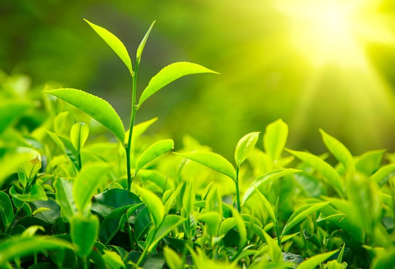 Tea Plant Leaves — Green, Serene