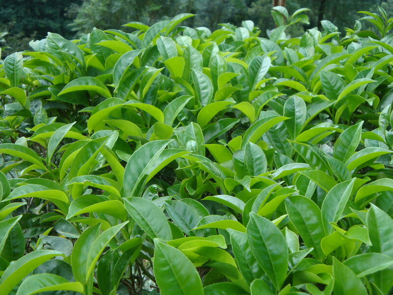 Tea Plant Leaves
