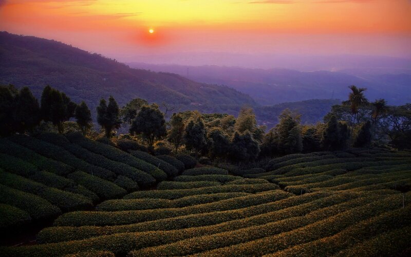 Tea Plantation at Sunset — Orange