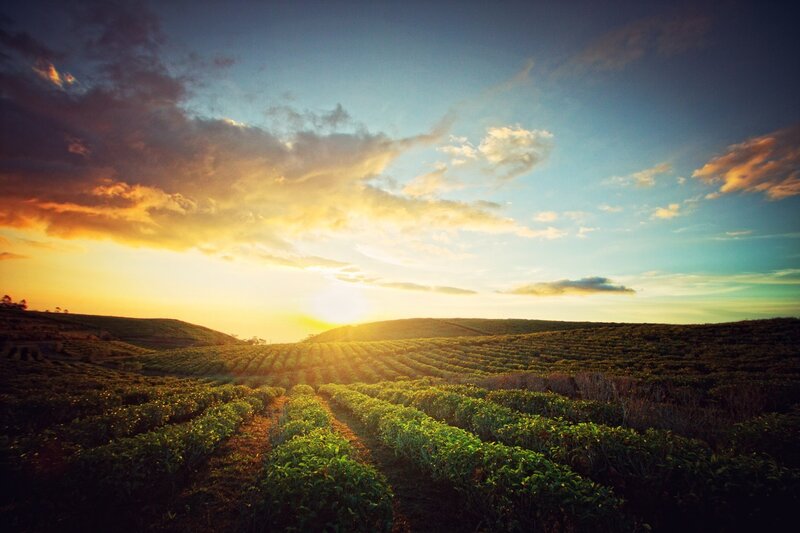 Tea Plantation at Sunset