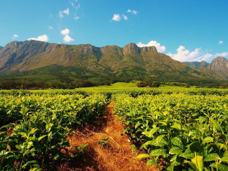 Tea Plantation Field