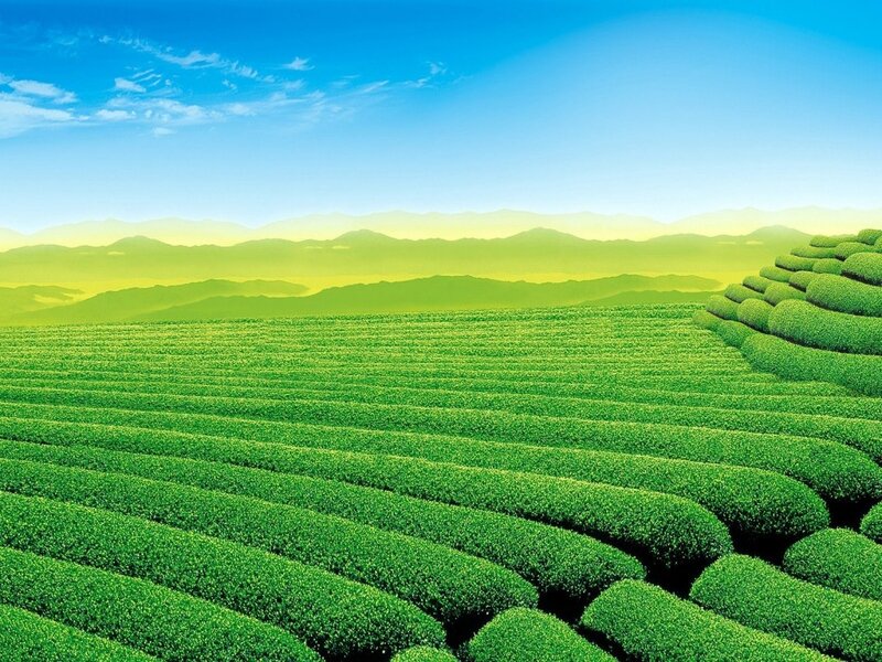 Tea Plantation Fields — Green, Serene, Afternoon